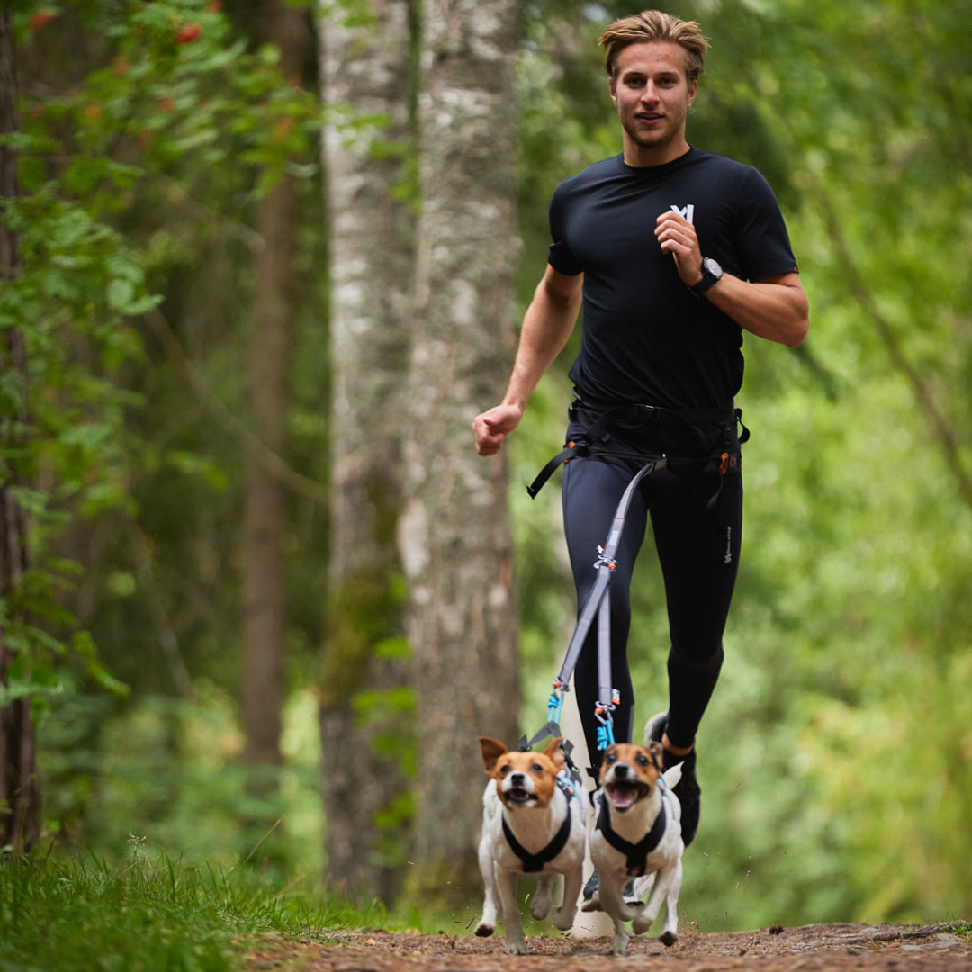 Leash Y For Two Dogs