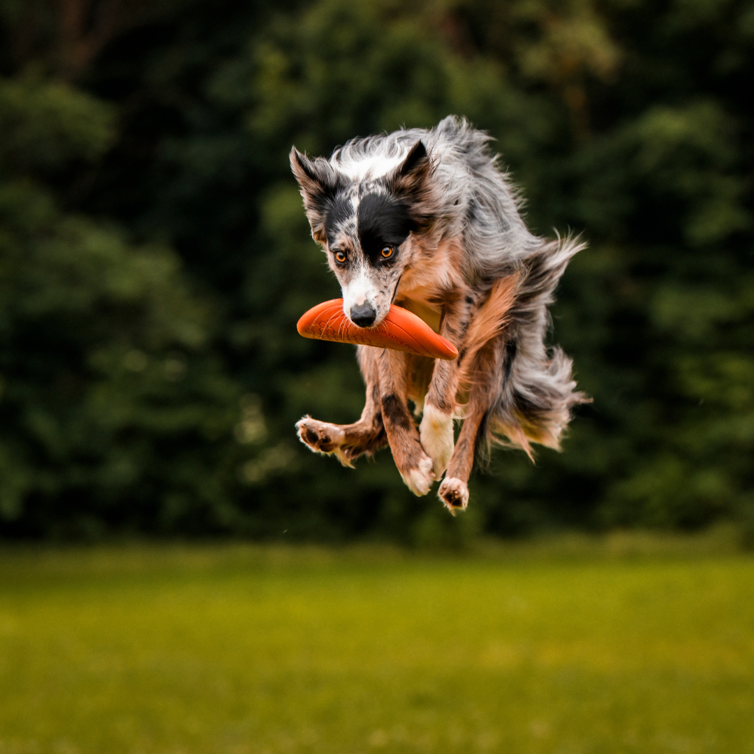 Frisbee Souple
