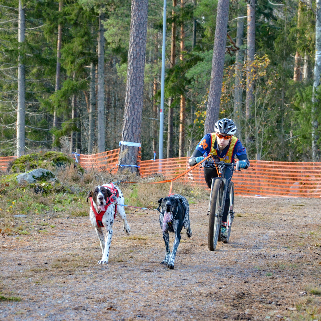Bungee Double Leash