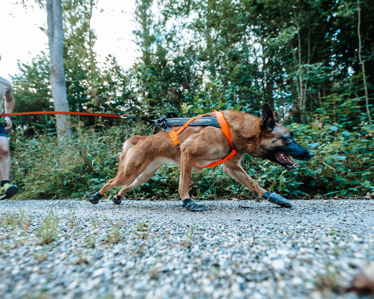 Freemotion Harness 5.0