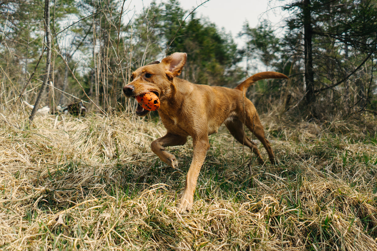 Dog throw toy