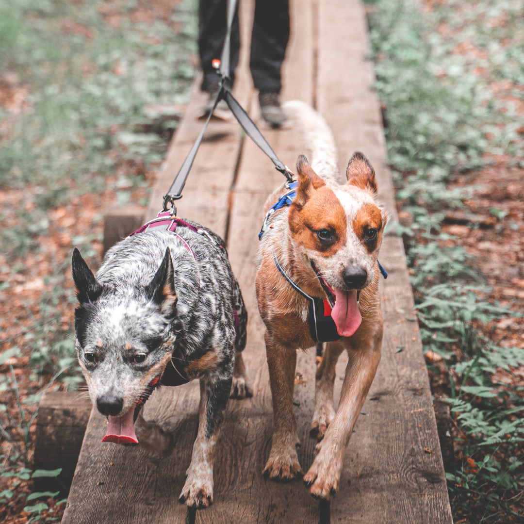 Leash Y For Two Dogs
