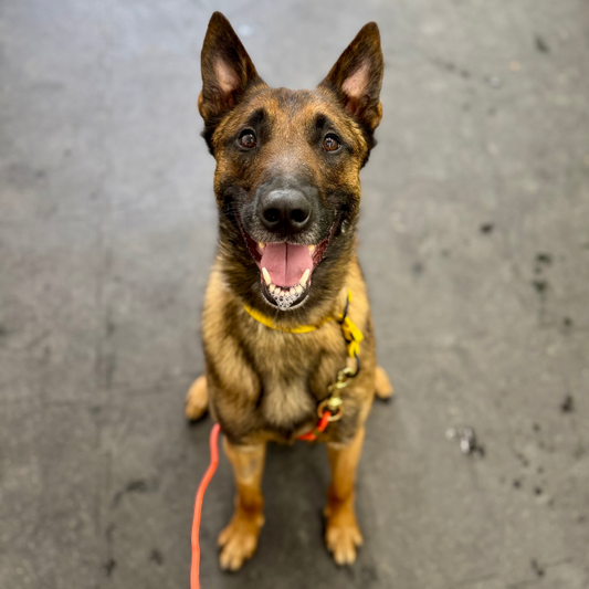 Round Biothane Leash/Long Line