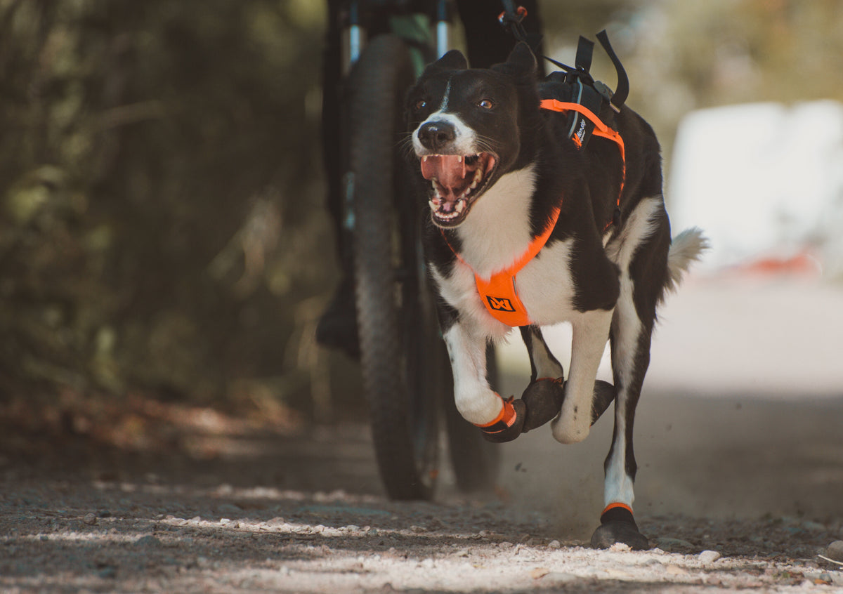 Freemotion Harness 5.0