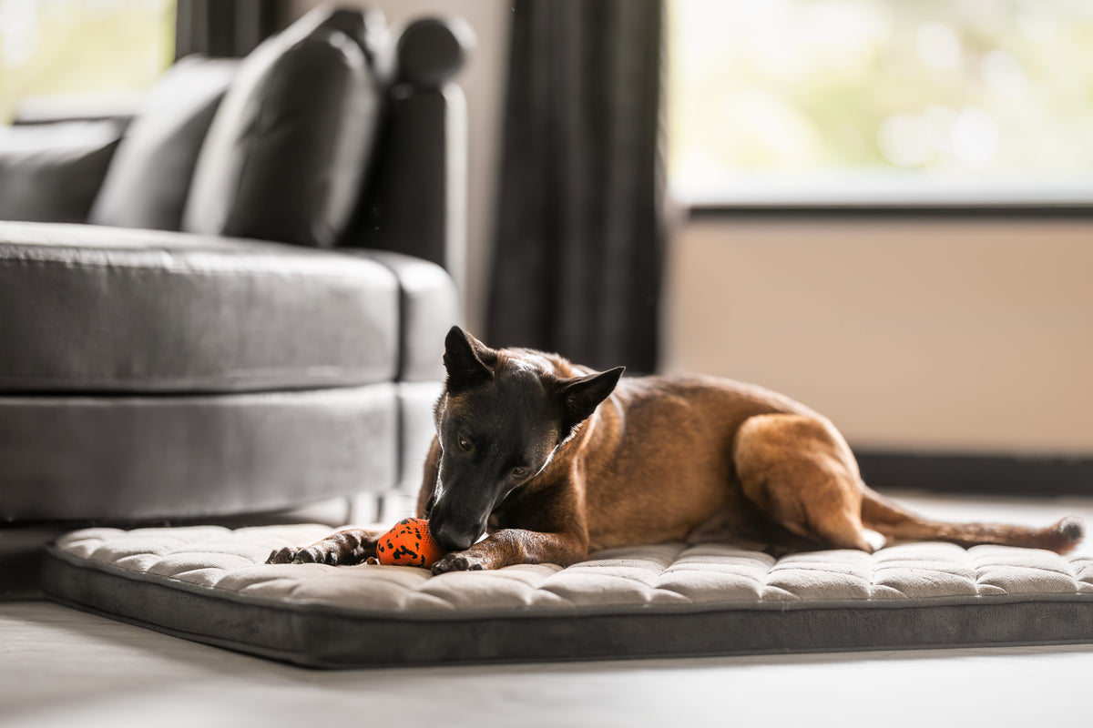 Dog throw toy