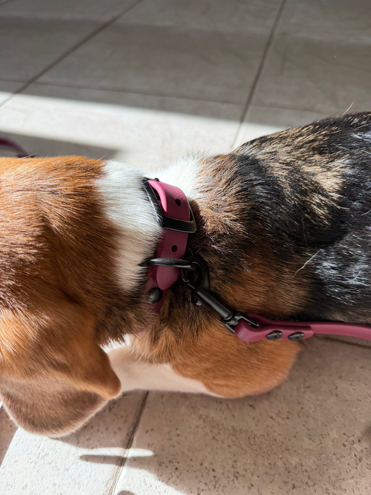 Laisse/Longe Régulière Pour Petit Chien