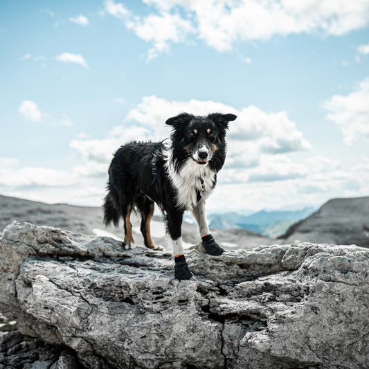 Protector Socks (Pre-Order)