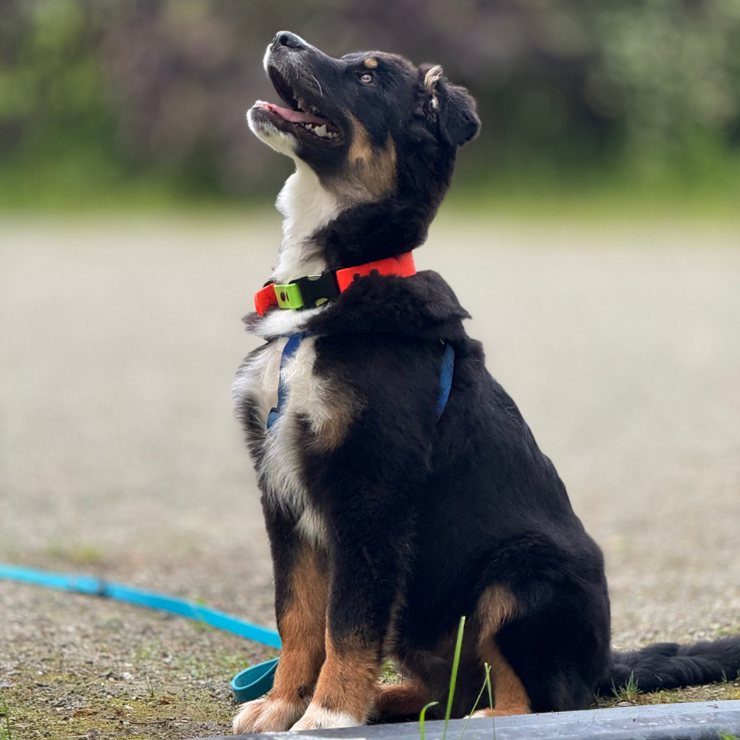 DUO Quick Release Collars