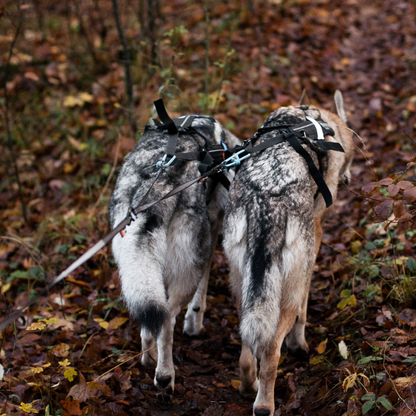 Leash Y For Two Dogs
