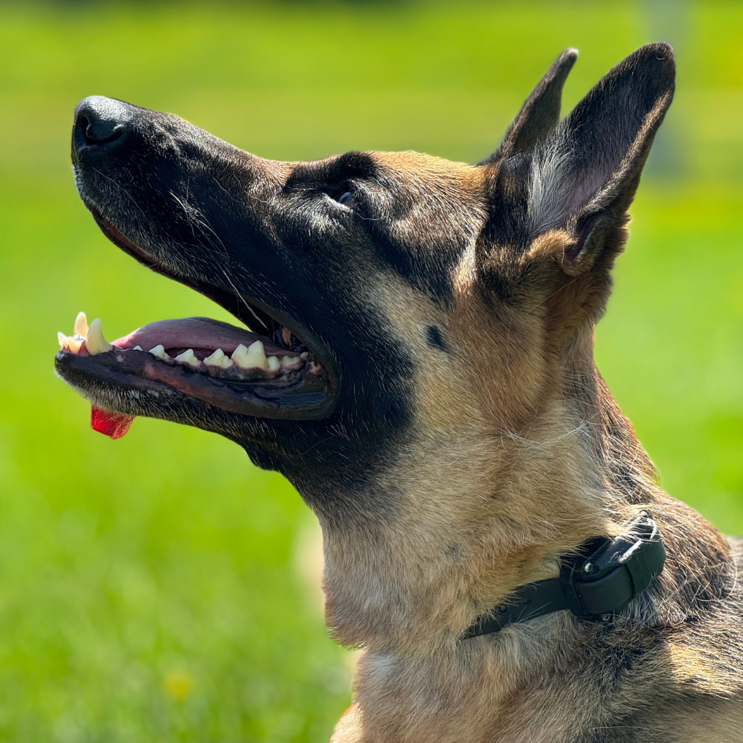 Replacement Collar for E-collar