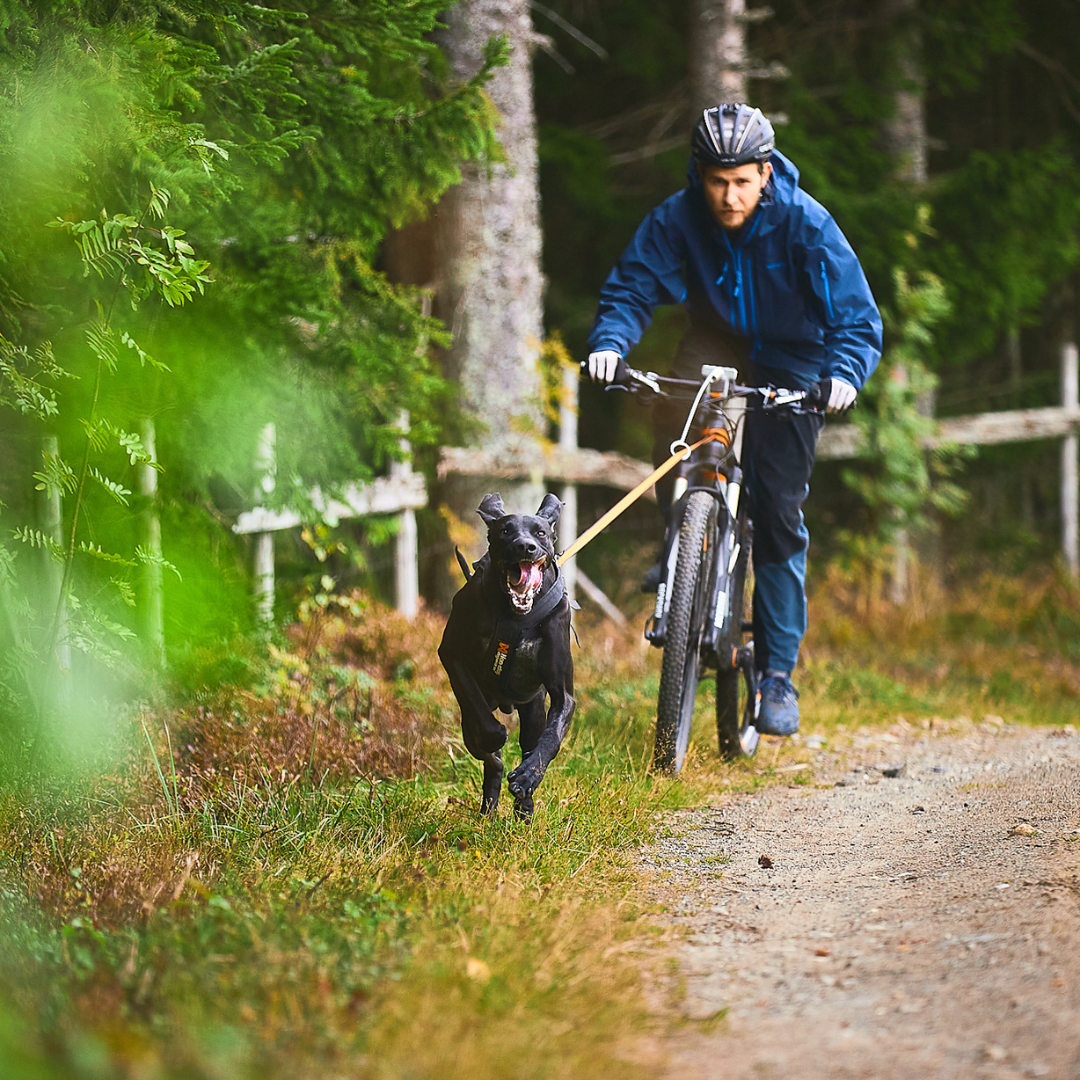 Antenne pour vélo