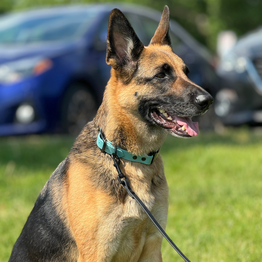 Quick Release Collar