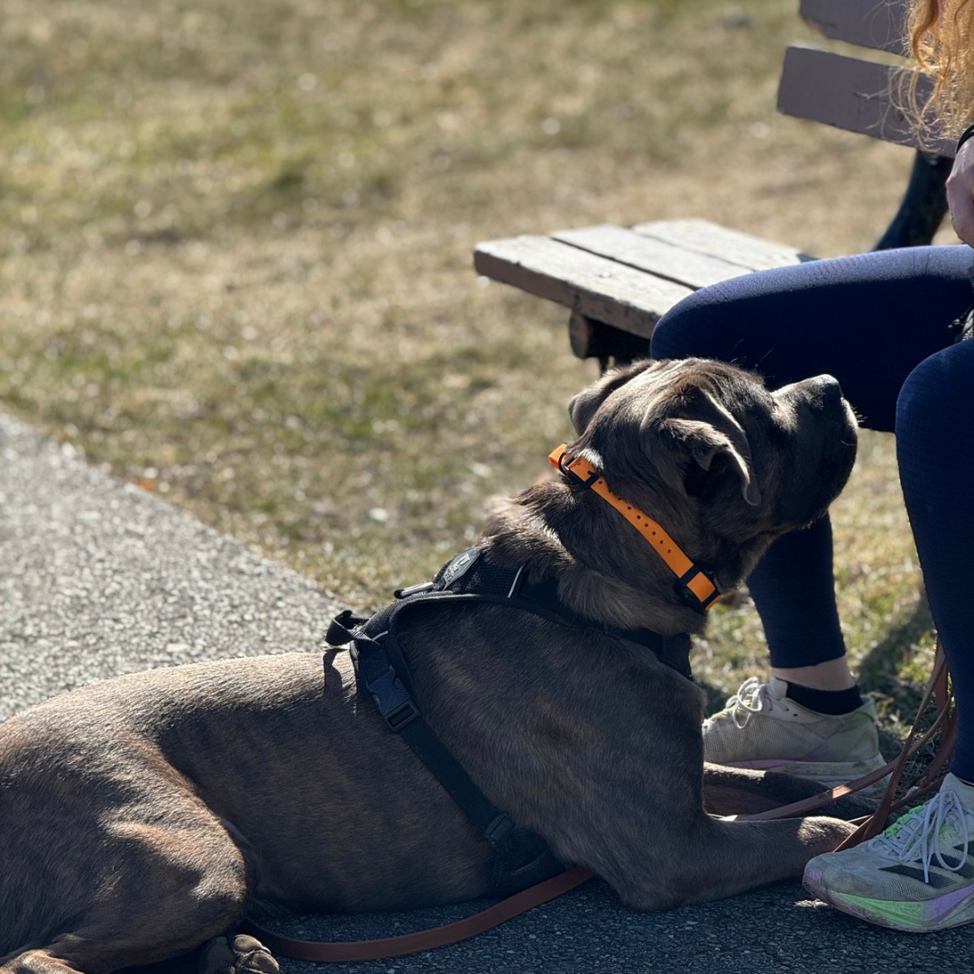 Replacement Collar for E-collar