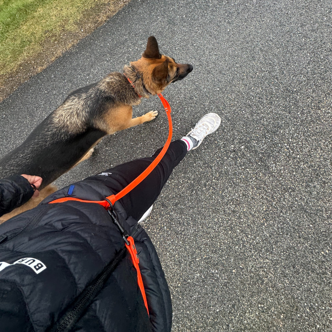 Multi-function leash