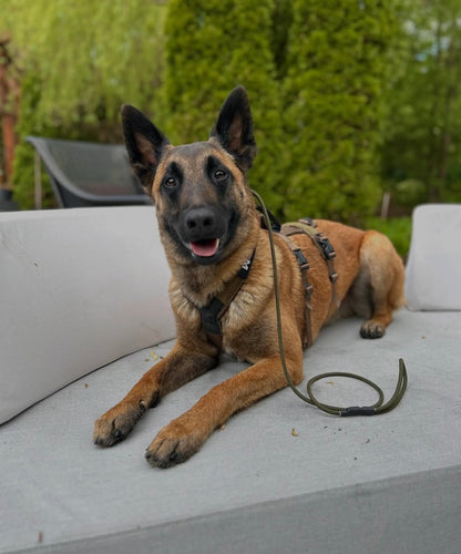 Paracord Slip Leash