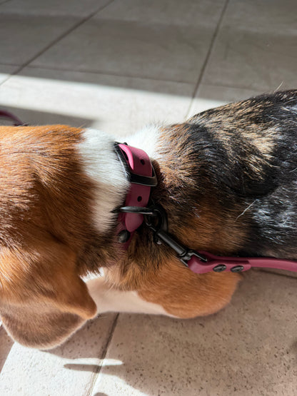 Laisse/Longe Régulière Pour Petit Chien
