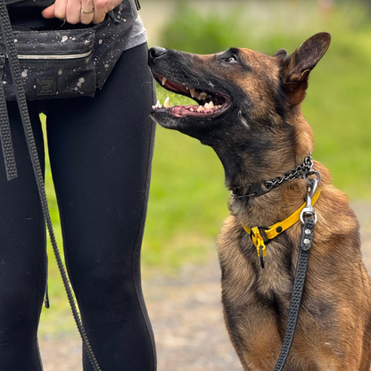 Herm Sprenger Stainless Steel Black Work Collar