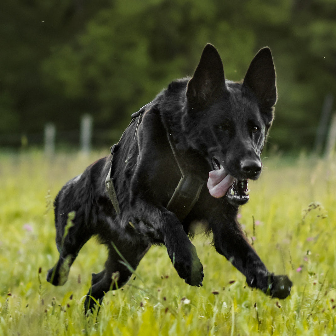 Line Long Harness WD