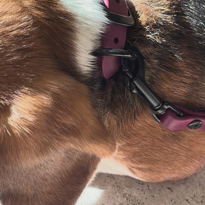 Laisse/Longe Régulière Pour Petit Chien