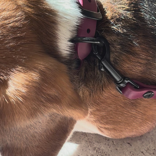 Laisse/Longe Régulière Pour Petit Chien