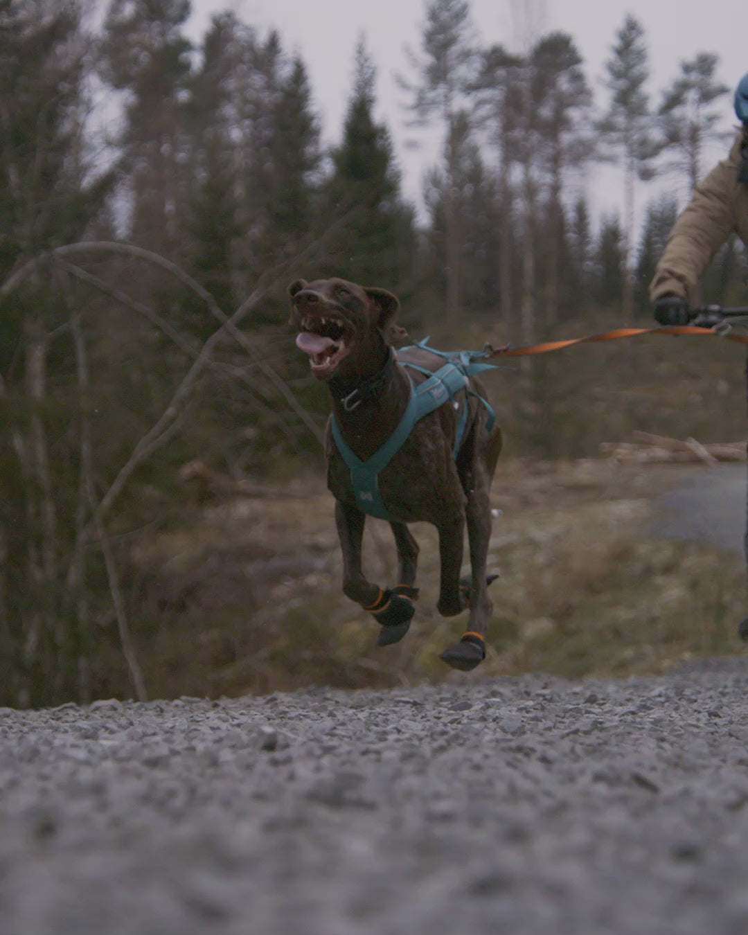 Charger la vidéo : 