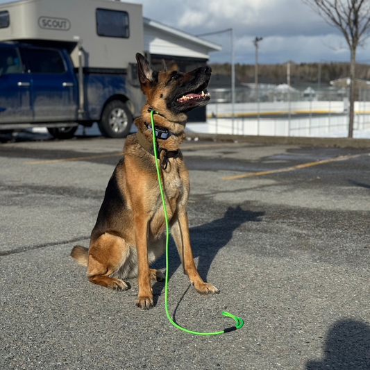 Paracord Slip Leash